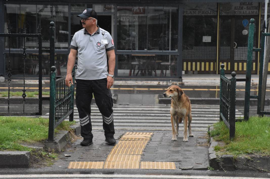 Sahipsiz köpek yayaların bodyguardı oldu 1
