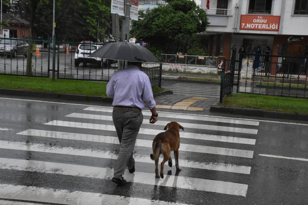 Sahipsiz köpek yayaların bodyguardı oldu 2