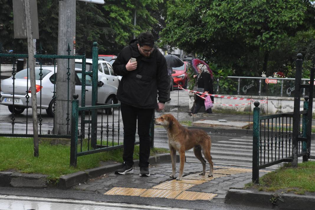 Sahipsiz köpek yayaların bodyguardı oldu 3