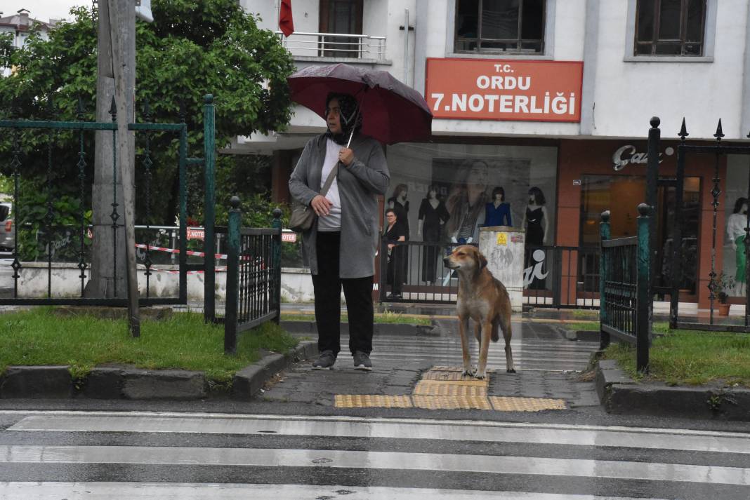 Sahipsiz köpek yayaların bodyguardı oldu 4