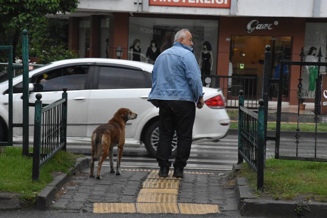 Sahipsiz köpek yayaların bodyguardı oldu 5