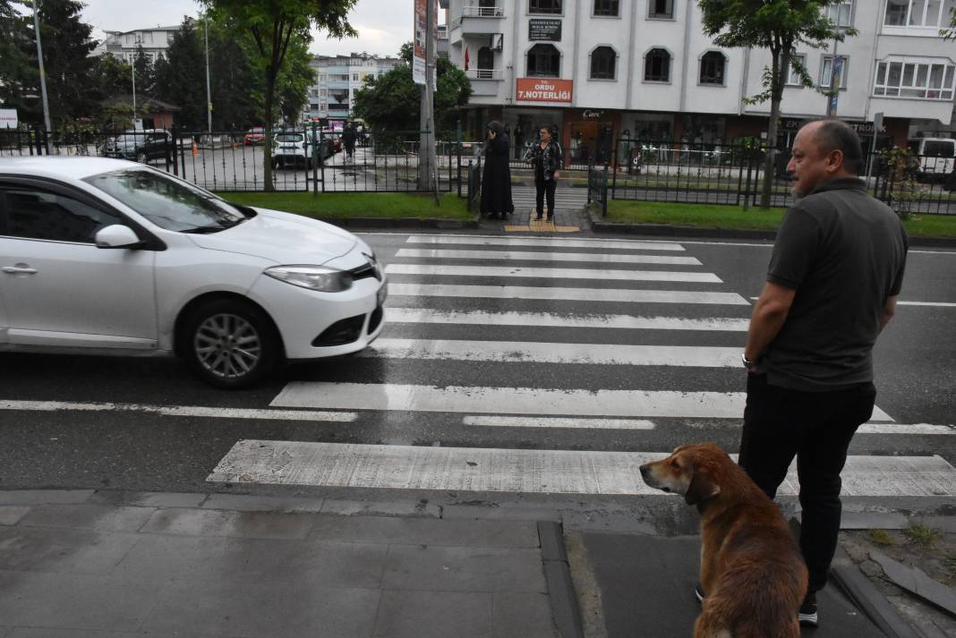 Sahipsiz köpek yayaların bodyguardı oldu 6