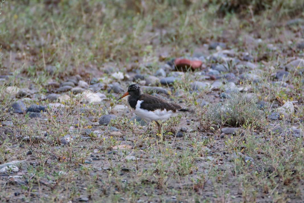 Kırmızı listedeydiler: Iğdır'da görüntülendi 1