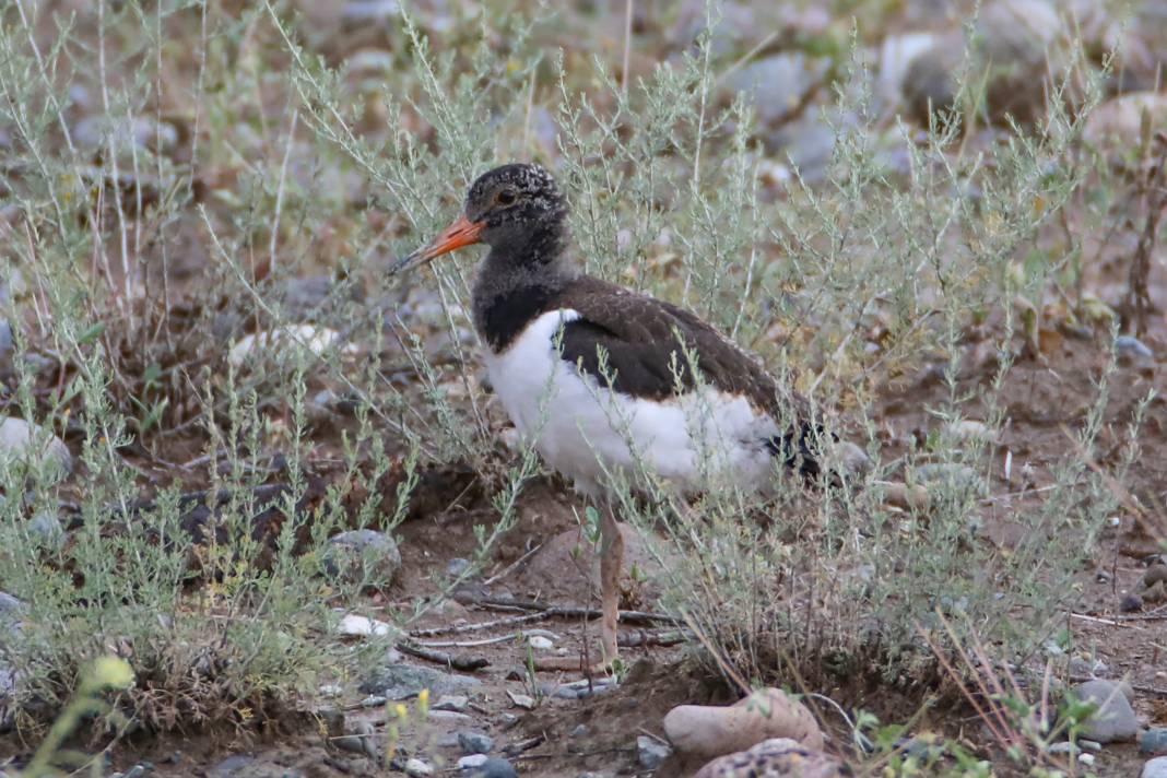Kırmızı listedeydiler: Iğdır'da görüntülendi 2