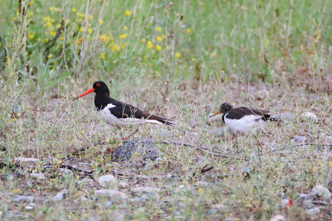 Kırmızı listedeydiler: Iğdır'da görüntülendi 3