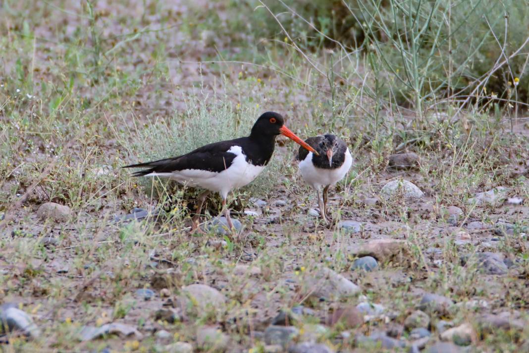 Kırmızı listedeydiler: Iğdır'da görüntülendi 5