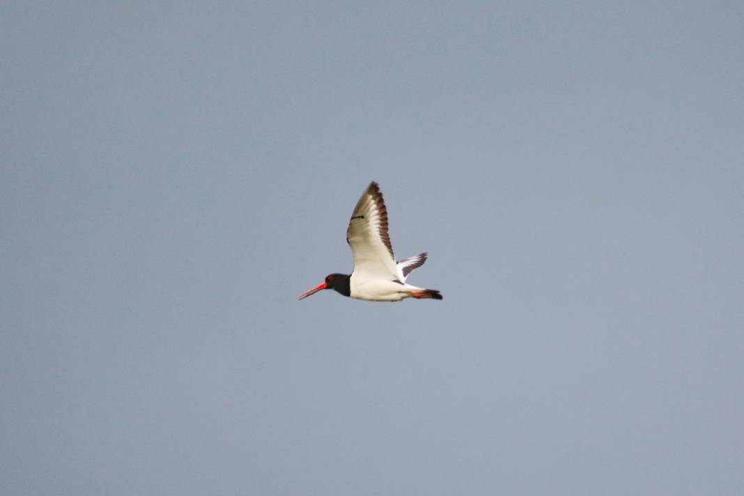 Kırmızı listedeydiler: Iğdır'da görüntülendi 4