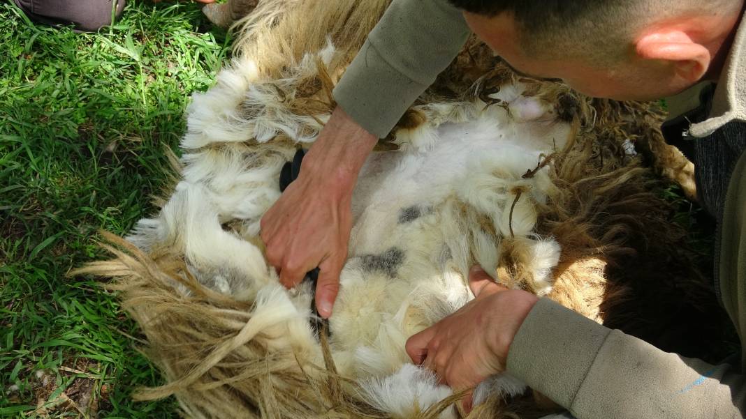 Çobanın ölümcül oyunu göreni hayrete düşürüyor 3