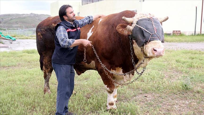 Sivas'ta 1 ton 600 kiloyu aşan kurbanlık boğa alıcısını bekliyor 4