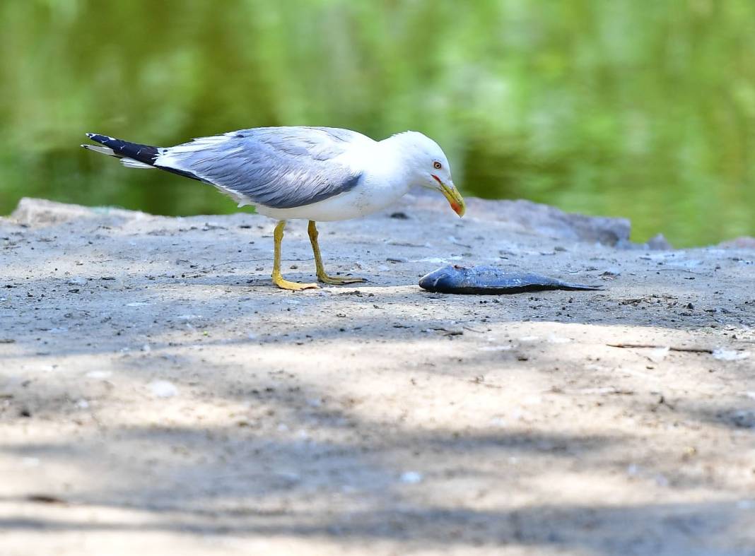 İzmir Doğal Yaşam Parkı’nın göçmen kuşları 4