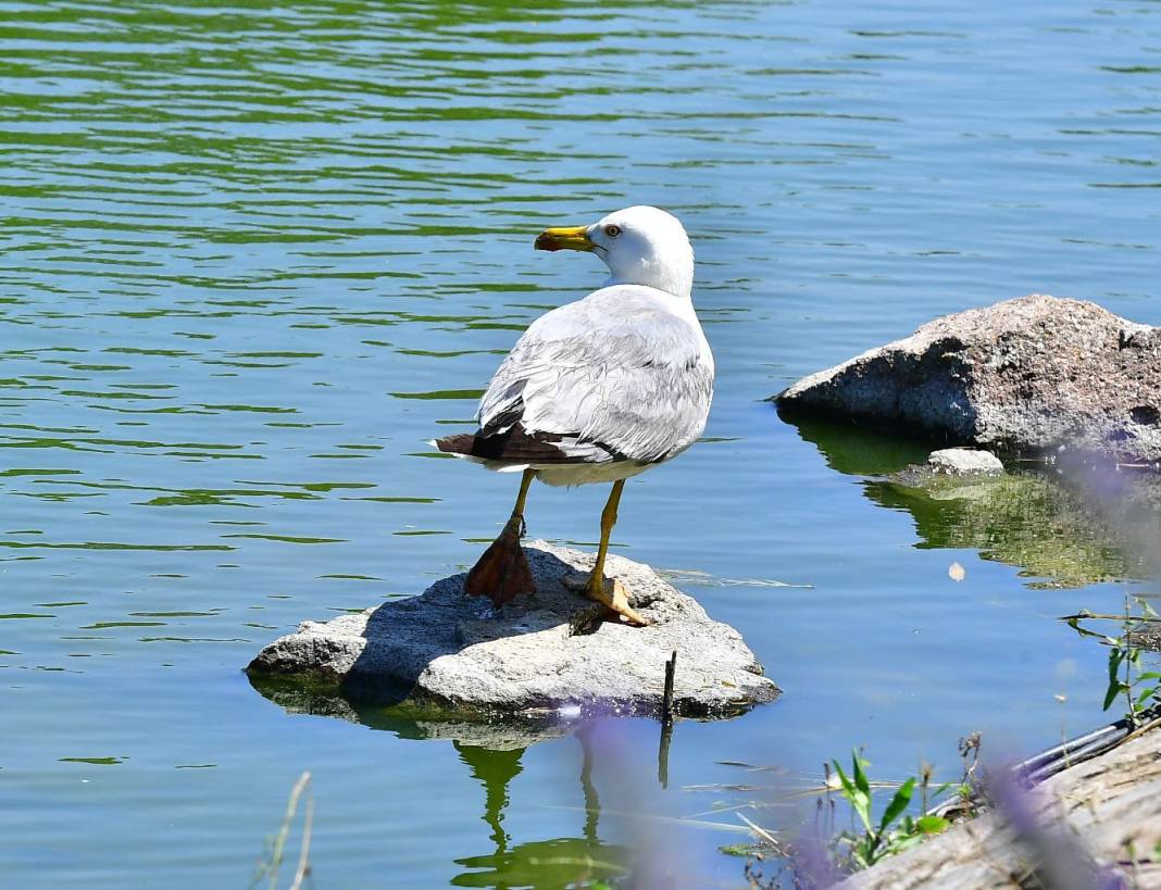 İzmir Doğal Yaşam Parkı’nın göçmen kuşları 1