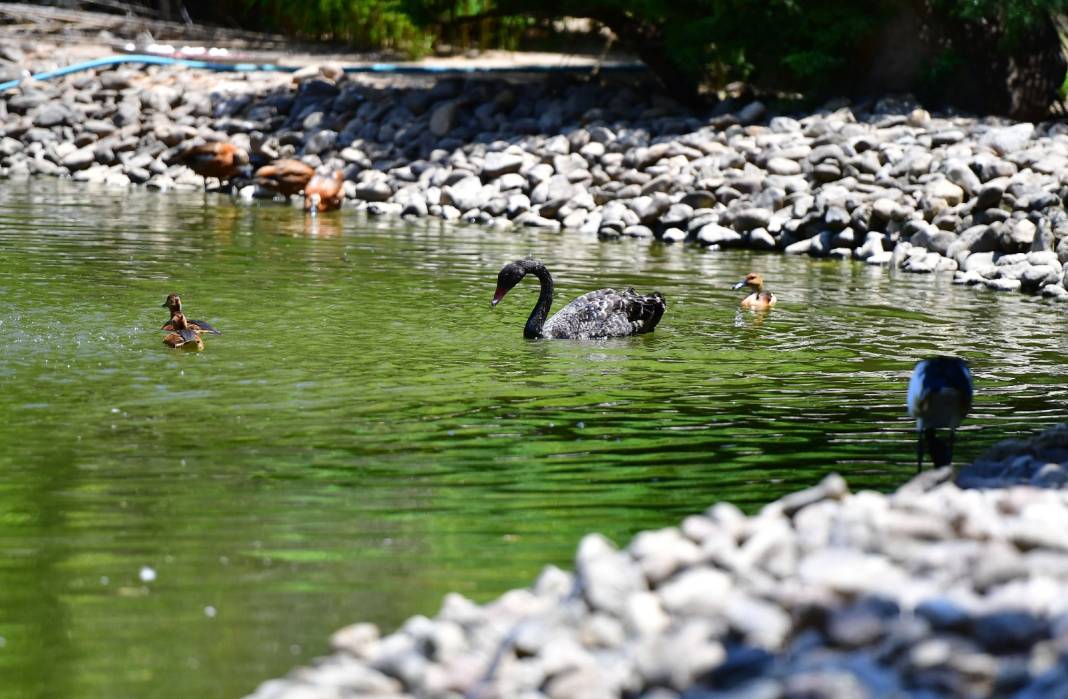 İzmir Doğal Yaşam Parkı’nın göçmen kuşları 2