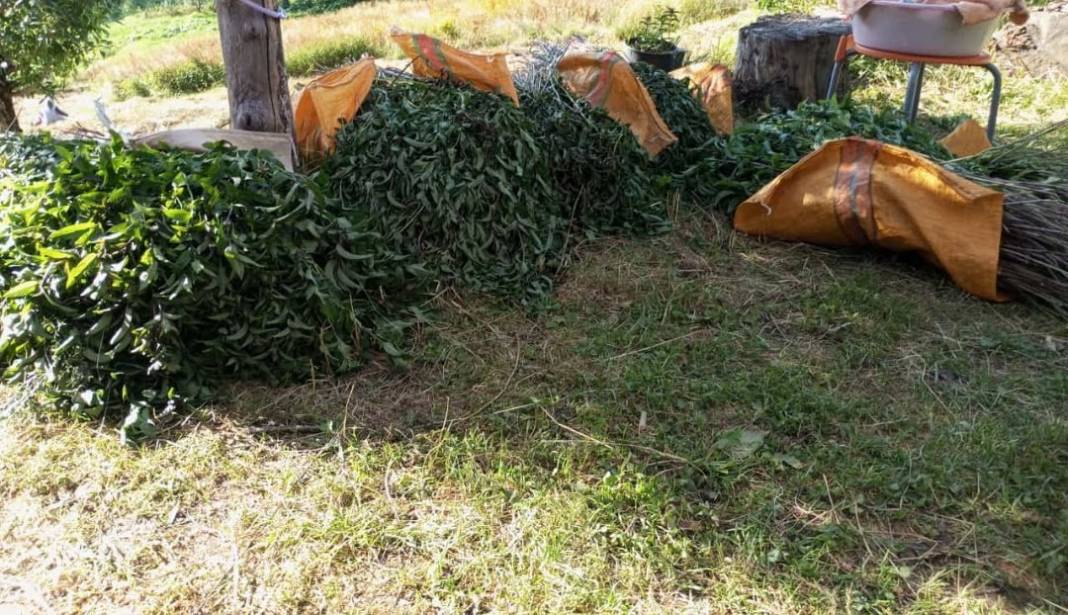 Karadeniz'de keşfettiler, dünyaya kafa tutuyorlar: Bu yağın litresi 35 bin Türk Lirası 5