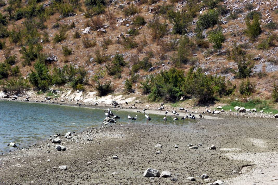 Bursa’daki toplu balık ölümlerinin nedeni belli oldu 3