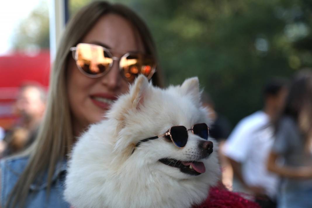 Kedi ve köpek kostüm yarışması renkli görüntülere sahne oldu!  Kazananlara mama hediye edildi 5