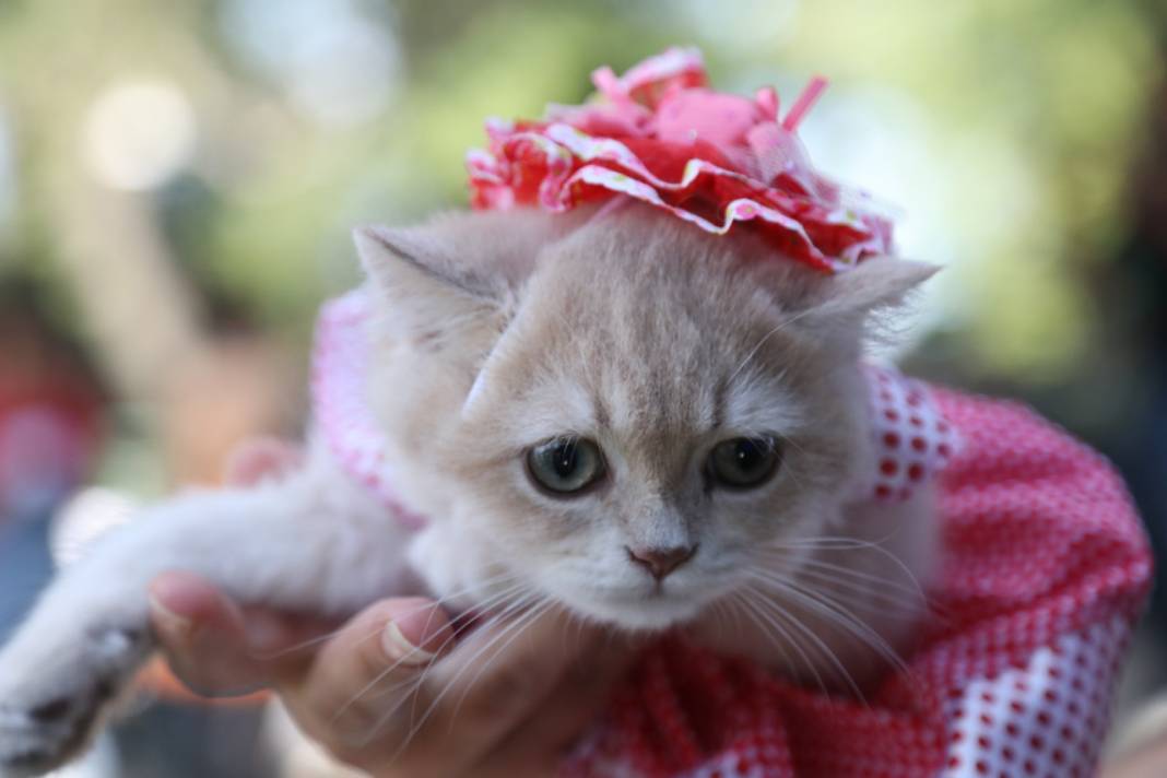 Kedi ve köpek kostüm yarışması renkli görüntülere sahne oldu!  Kazananlara mama hediye edildi 6