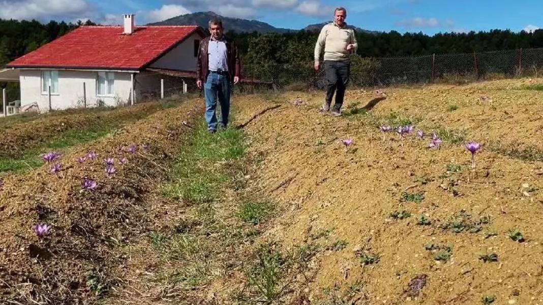 Bir kilosu araba parasına eş değer: Dünyanın en pahalı baharatı 3