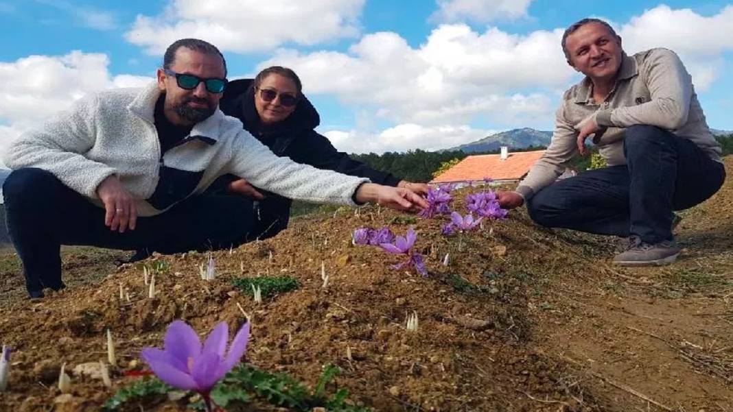 Bir kilosu araba parasına eş değer: Dünyanın en pahalı baharatı 4