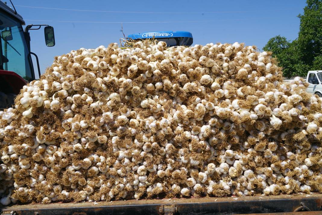 Kilosu 70 liraydı! Verim düştü çiftçi kara kara düşünüyor! 5