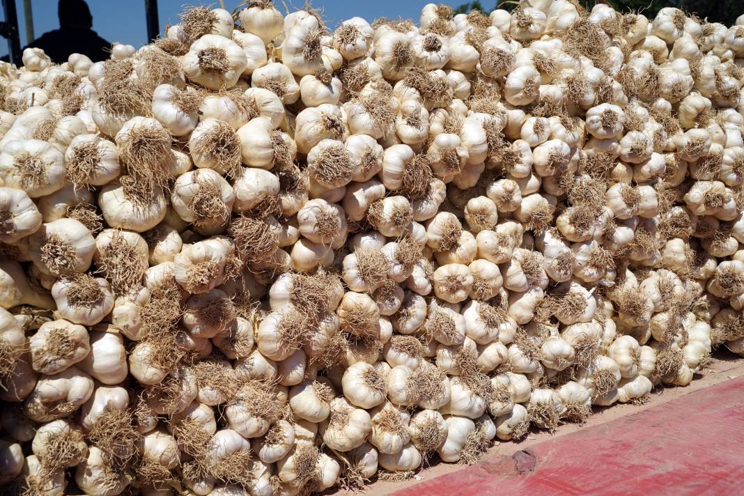 Kilosu 70 liraydı! Verim düştü çiftçi kara kara düşünüyor! 7