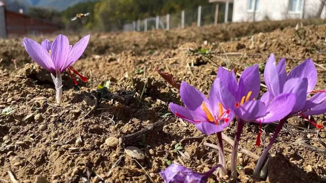 Bir kilosu araba parasına eş değer: Dünyanın en pahalı baharatı 1