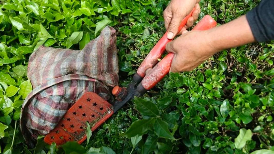 Türk çayına talep katlanarak devam ediyor 3