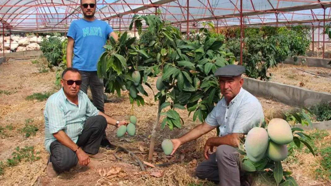 Domatesleri söktü yerine 4 dönümlük yeni sera kurdu! Kilosunu 200 liradan satıyor 1