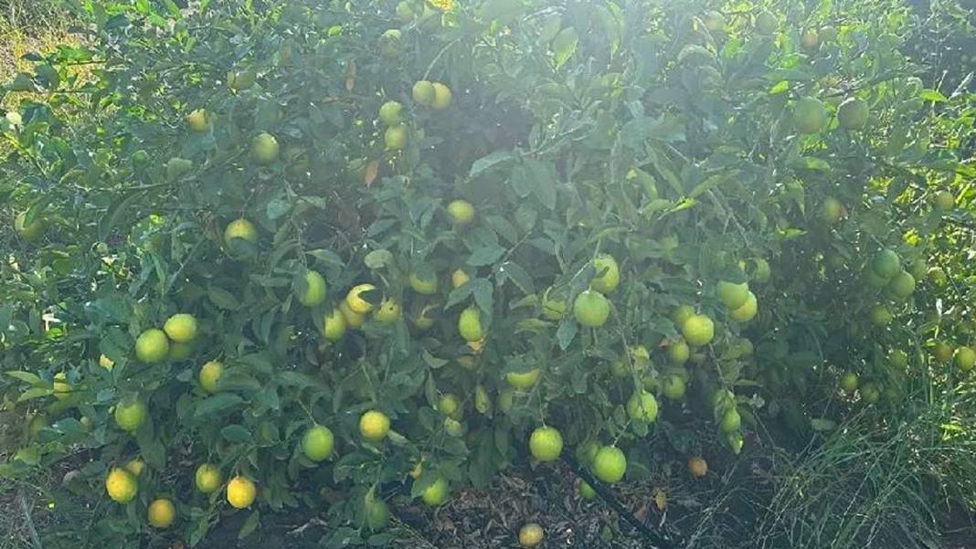 Ürün fazla, talep az: Adanalı çiftçiler limon ağaçlarını söküyor... 4