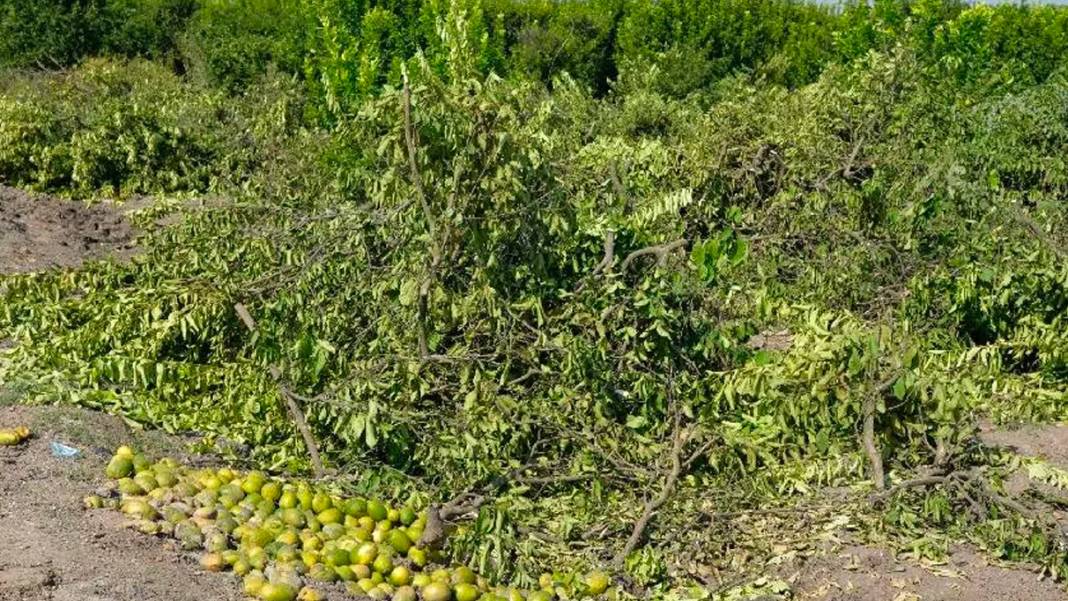 Ürün fazla, talep az: Adanalı çiftçiler limon ağaçlarını söküyor... 3