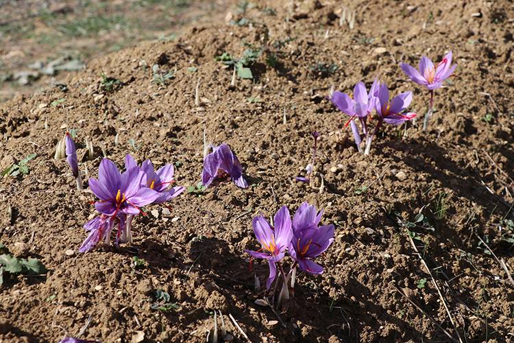 Milli bitki safranda "üretim" hedefine ulaşıldı 1