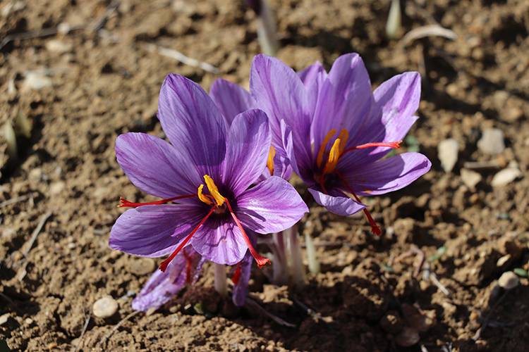 Milli bitki safranda "üretim" hedefine ulaşıldı 3