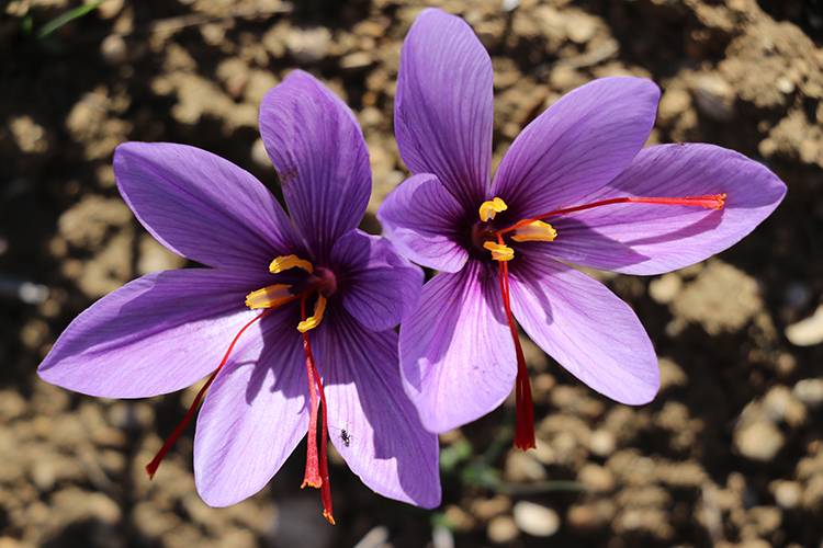 Milli bitki safranda "üretim" hedefine ulaşıldı 4