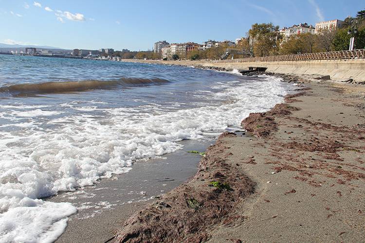Tekirdağ'da lodos nedeniyle sahilde kırmızı yosun birikti 1
