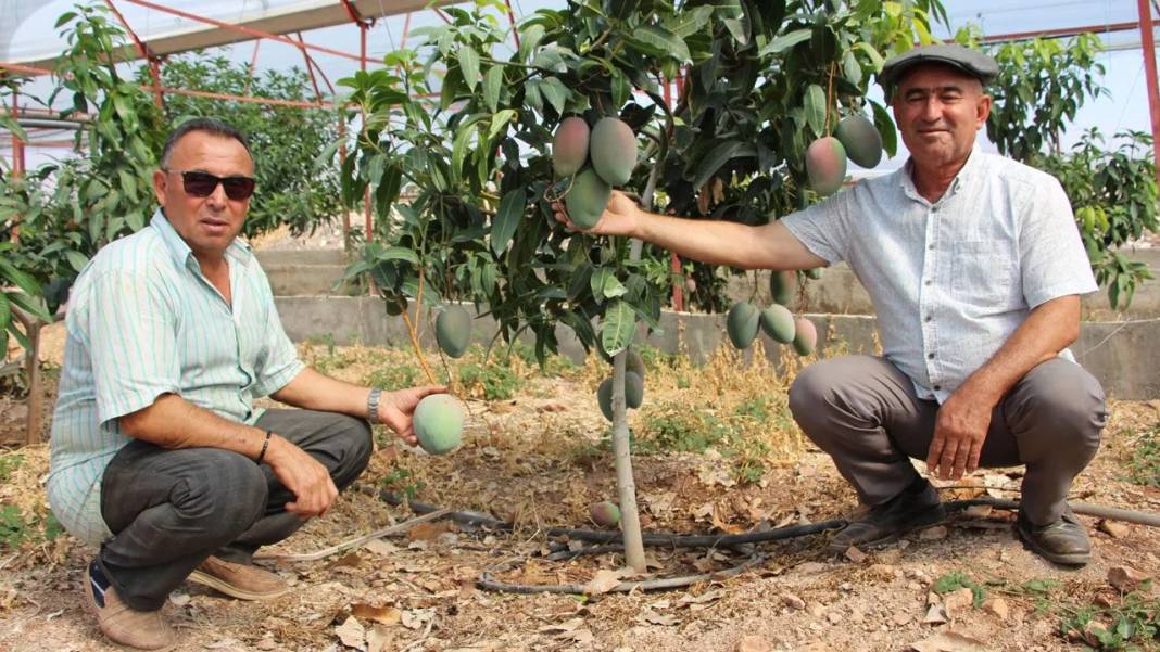 Bu meyveyi bahçesine eken zengin oluyor! Kilosu değil tanesi 1000  liradan satılıyor 3