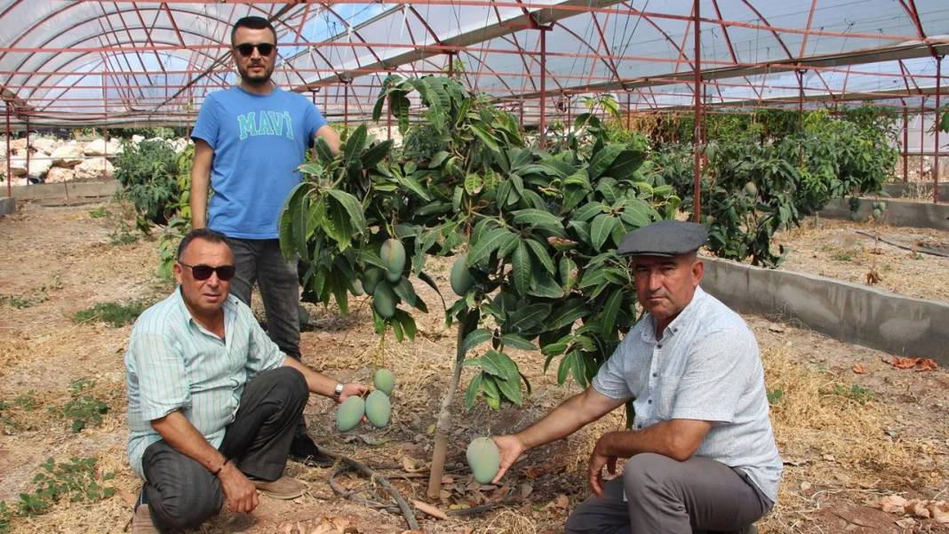 Bu meyveyi bahçesine eken zengin oluyor! Kilosu değil tanesi 1000  liradan satılıyor 2