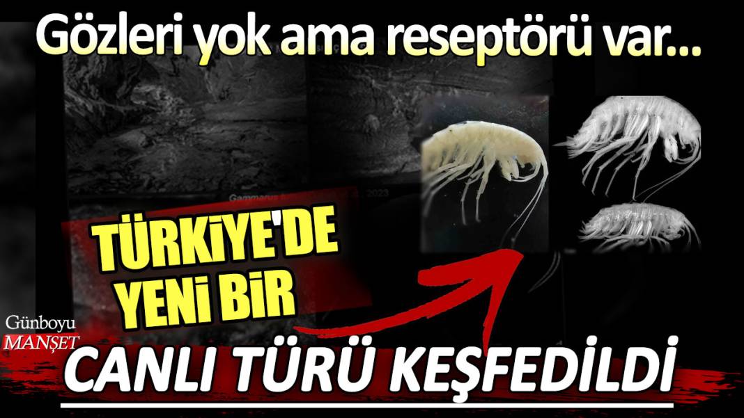 Türkiye'de yeni bir canlı türü keşfedildi! Gözleri yok ama reseptörü var... 1