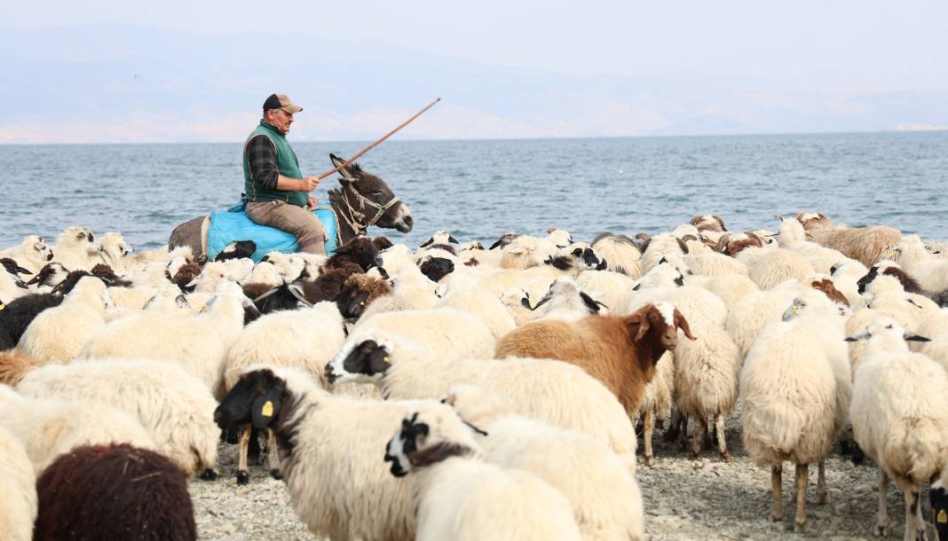 Yaylacıların sahil kenarındaki molası belgeselleri aratmadı 4