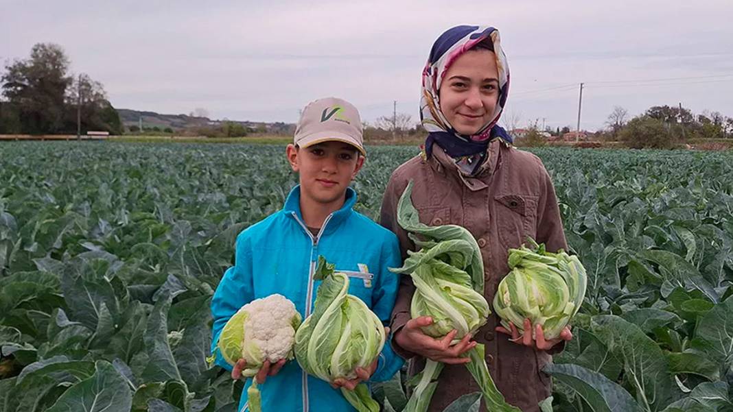 Bu kadarı da pes dedirten durum: Karnabaharın fiyatı 12 katına çıktı 1