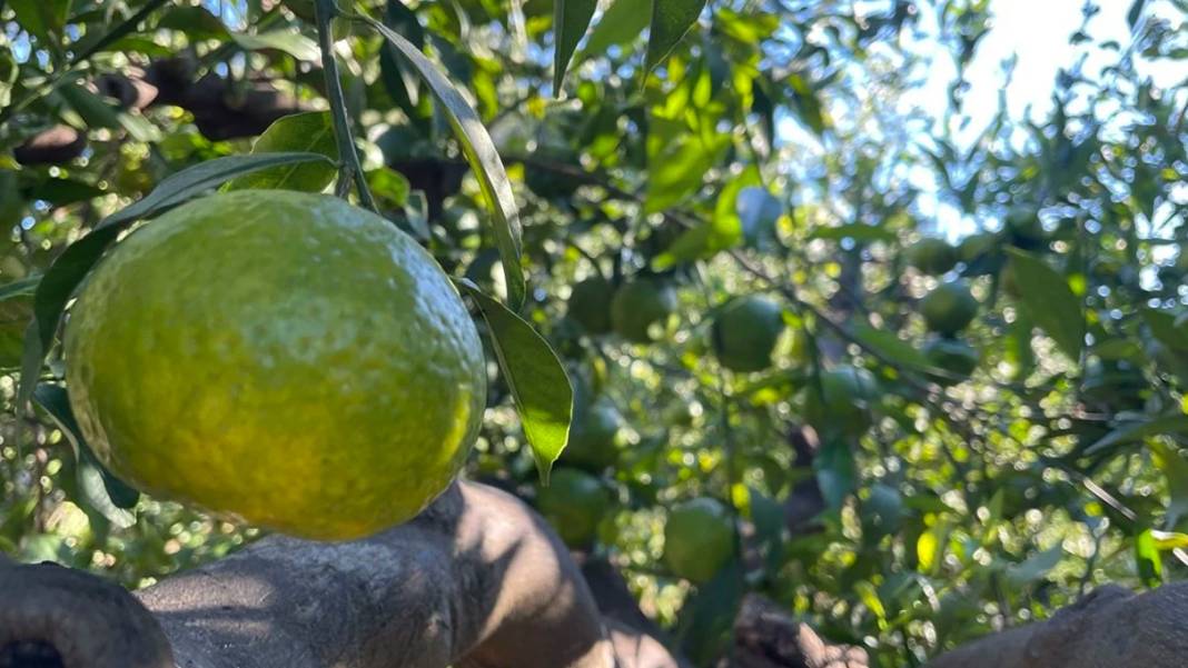 Bodrum mandalinasında bu yıl rekolte düştü 1