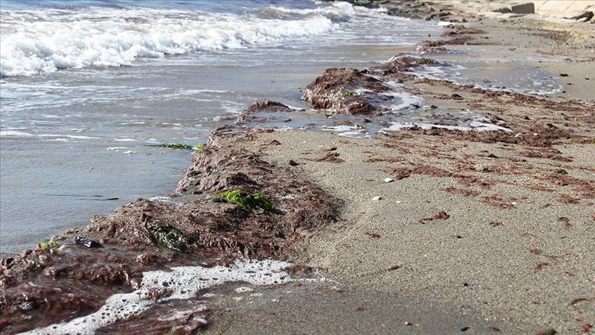 Tekirdağ'da lodos nedeniyle sahilde kırmızı yosun birikti 3