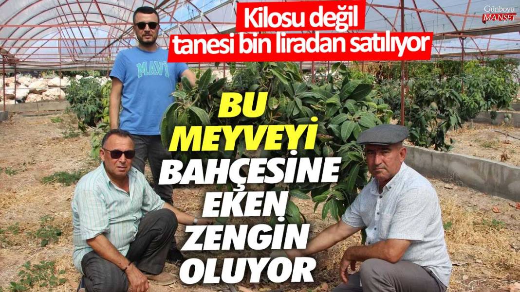 Bu meyveyi bahçesine eken zengin oluyor! Kilosu değil tanesi 1000  liradan satılıyor 1