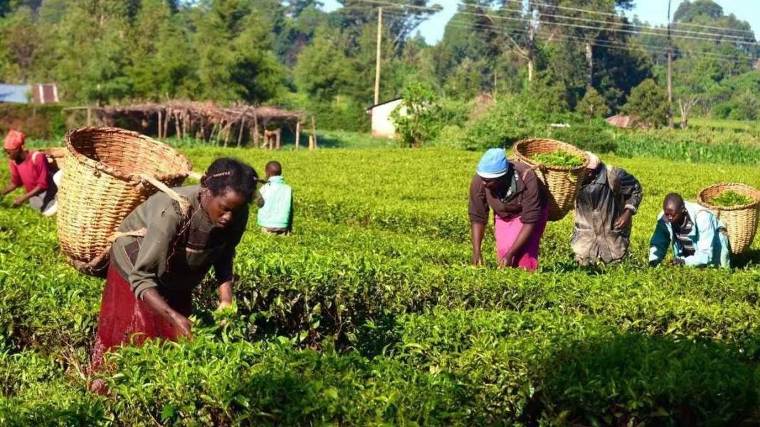 İktidar vizyon meselesi demişti... Sudan'da tek bir tohum ekemeden 99 yıllık proje iflas etti 8