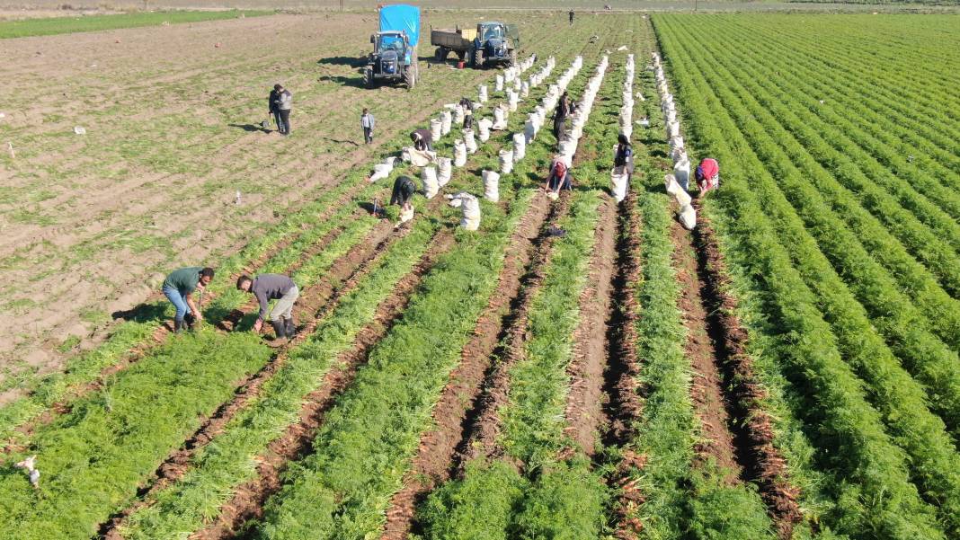 Şifa deposunun Hatay'da hasadı başladı! Tarlada 5, markette 15 liraya satılıyor 4