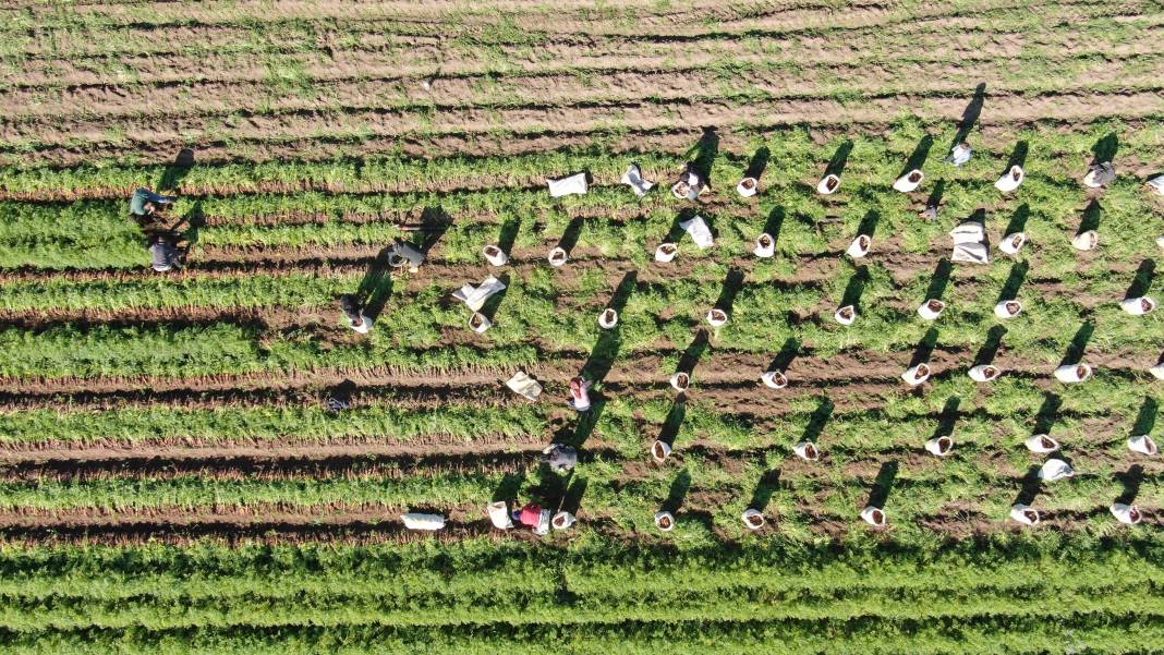 Şifa deposunun Hatay'da hasadı başladı! Tarlada 5, markette 15 liraya satılıyor 2