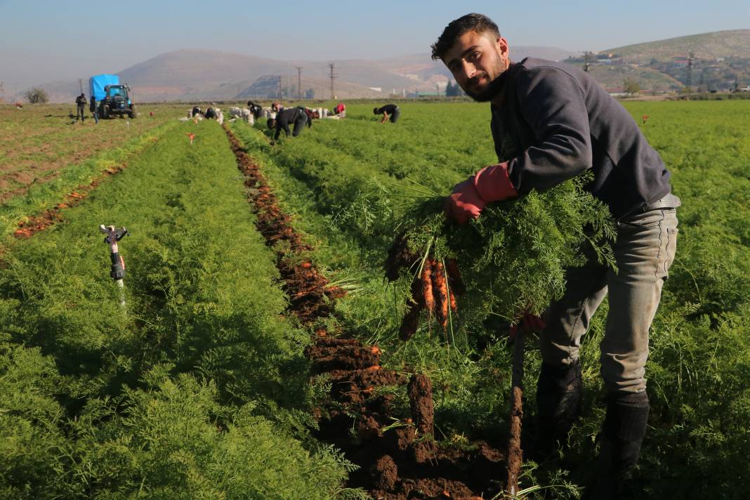 Şifa deposunun Hatay'da hasadı başladı! Tarlada 5, markette 15 liraya satılıyor 6