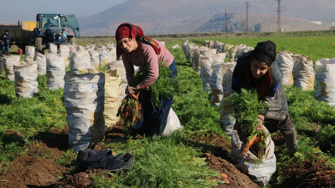 Şifa deposunun Hatay'da hasadı başladı! Tarlada 5, markette 15 liraya satılıyor 3