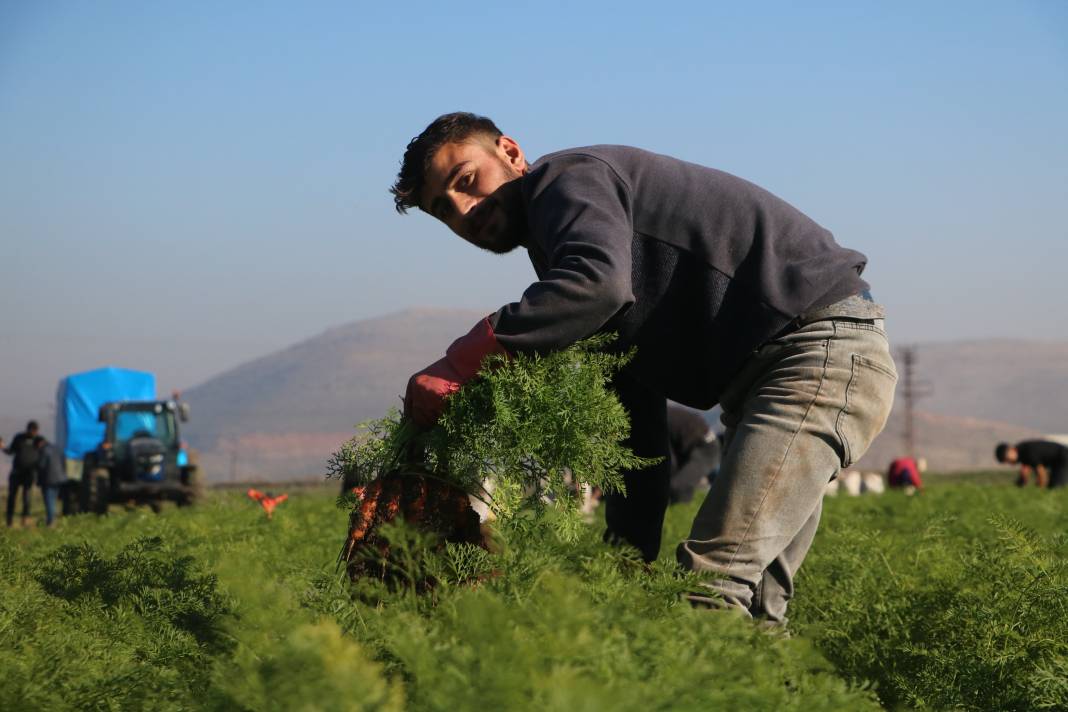 Şifa deposunun Hatay'da hasadı başladı! Tarlada 5, markette 15 liraya satılıyor 8