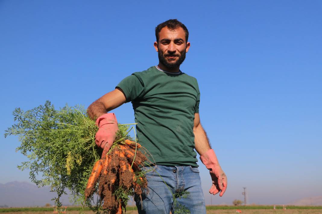 Şifa deposunun Hatay'da hasadı başladı! Tarlada 5, markette 15 liraya satılıyor 7