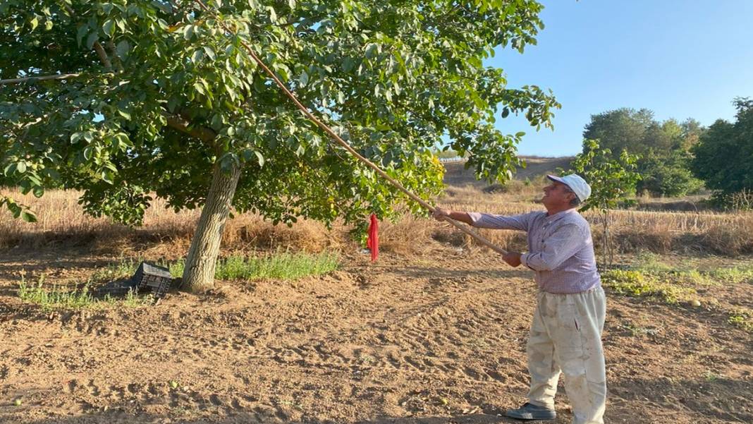 Son hasat çiftçilerin yüzünü güldürdü: Şifa kaynağı bu sene verimde rekor kırdı 5