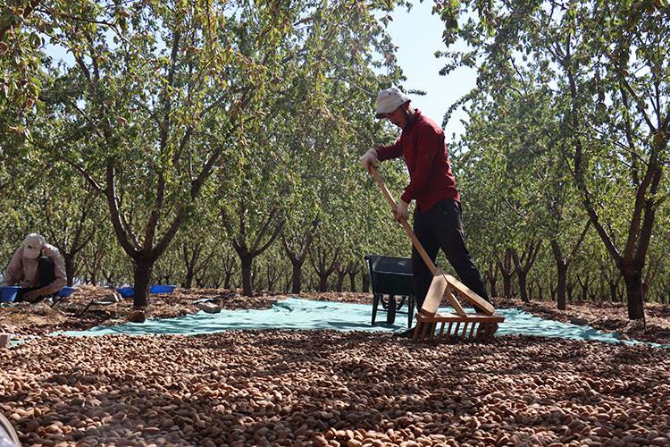 Bu bölgede yetişemez denildi imkansızı başardı!  Bol hasat sonrası siparişlere yetişemiyor 3